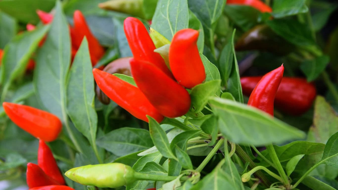 Bright red chili peppers on green plants