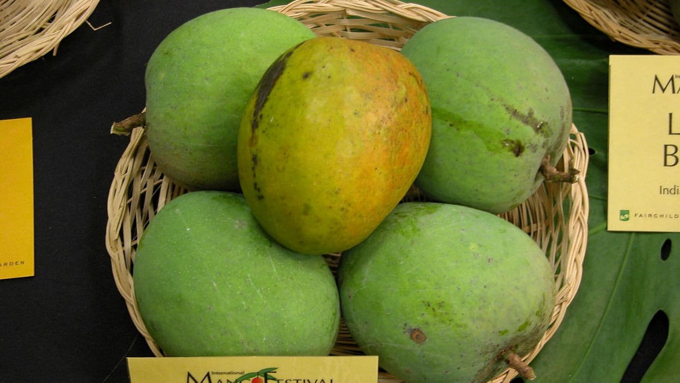 Basket of fresh green and ripe mangoes