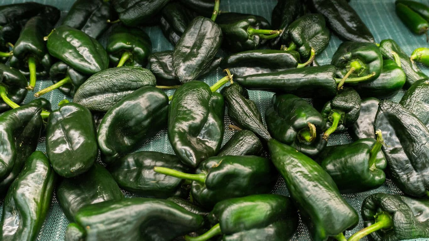Fresh green poblano peppers on display