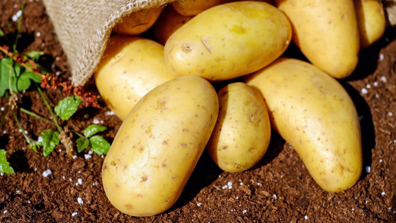 Fresh yellow potatoes spilling from burlap sack outdoors