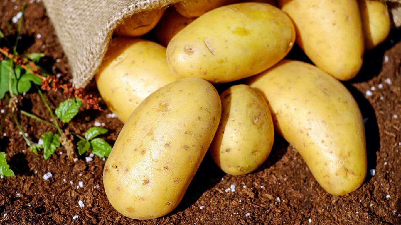 Potatoes on the ground.