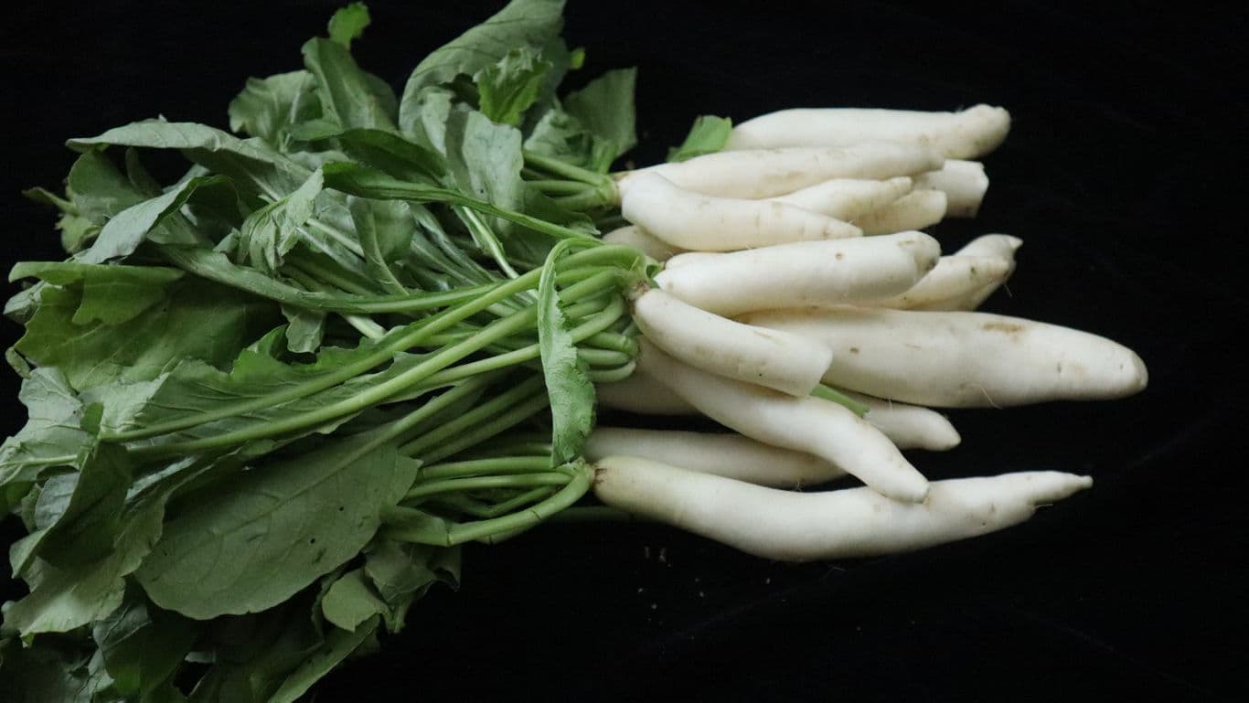 Fresh white radishes with leafy green tops