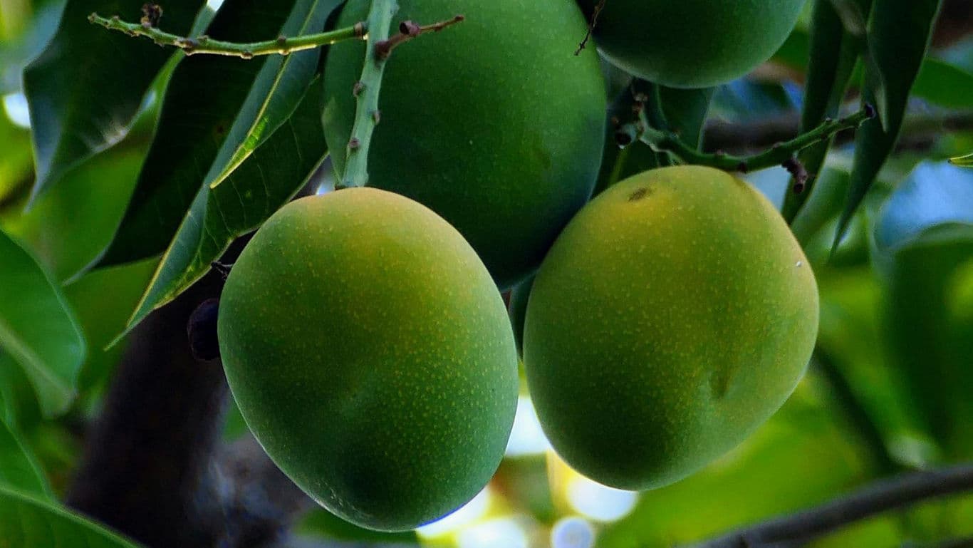 Close-up of Green Mangoes Hanging on Tree Branch