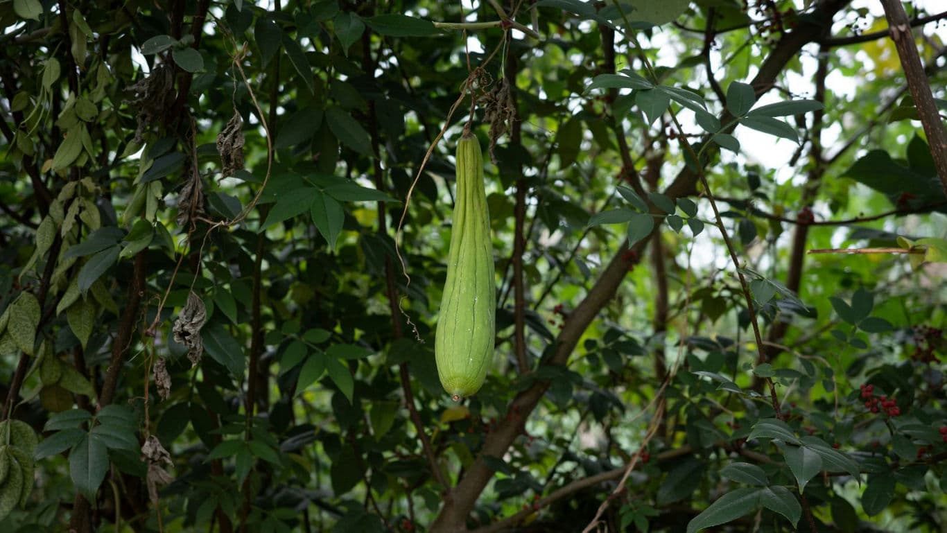 Green gourd hanging from dense leafy vine outdoors