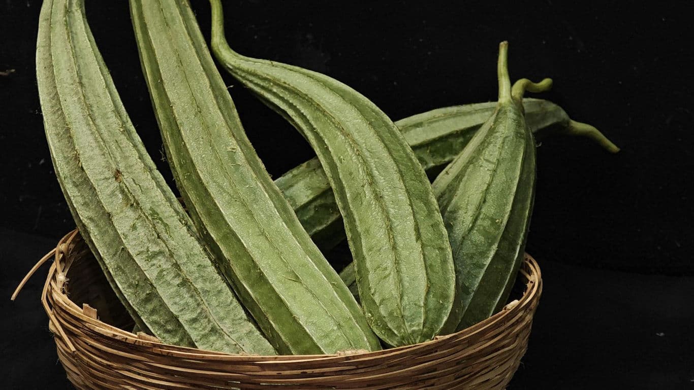 Fresh ridge gourd vegetables in wicker basket