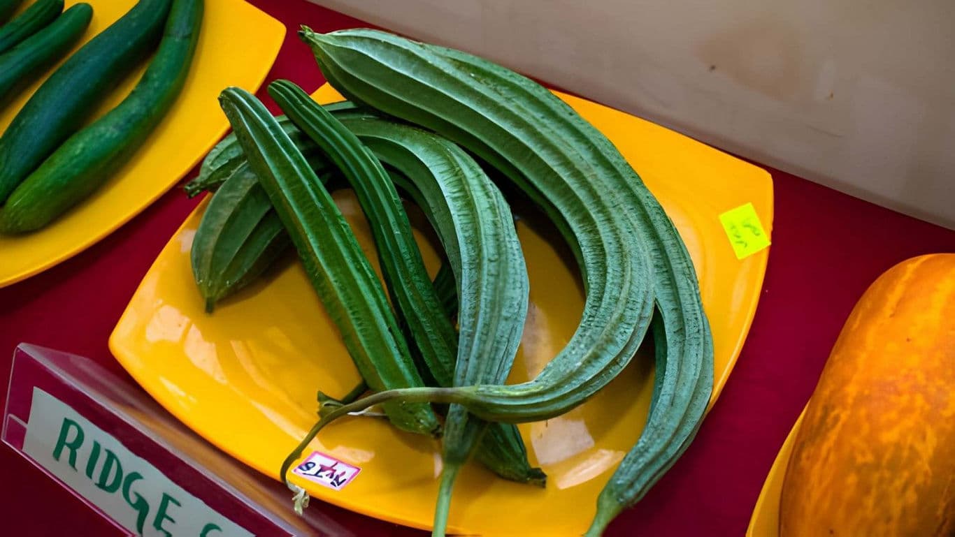 Ridge gourd.