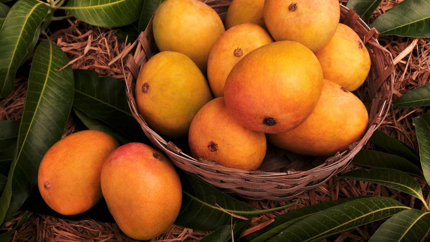 Ripe mangoes in a basket.