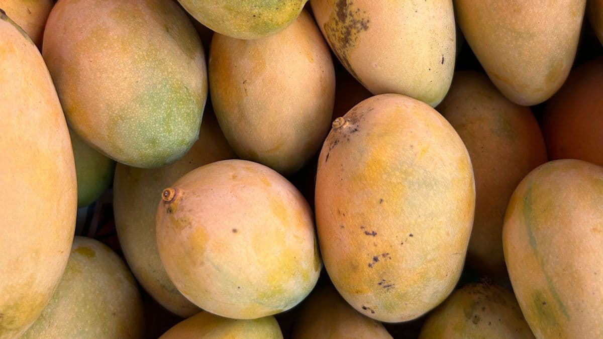 fresh June mango varieties arranged on a wooden surface
