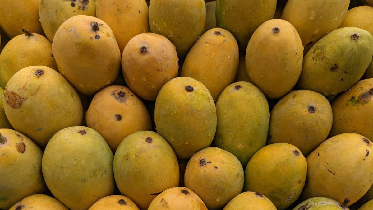 Kesar and Alphonso mangoes piled on a surface.