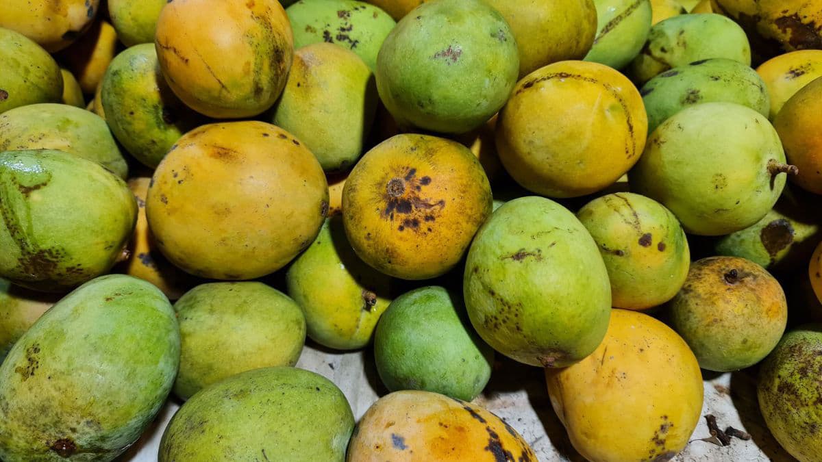 Himsagar mangoes on a plate.