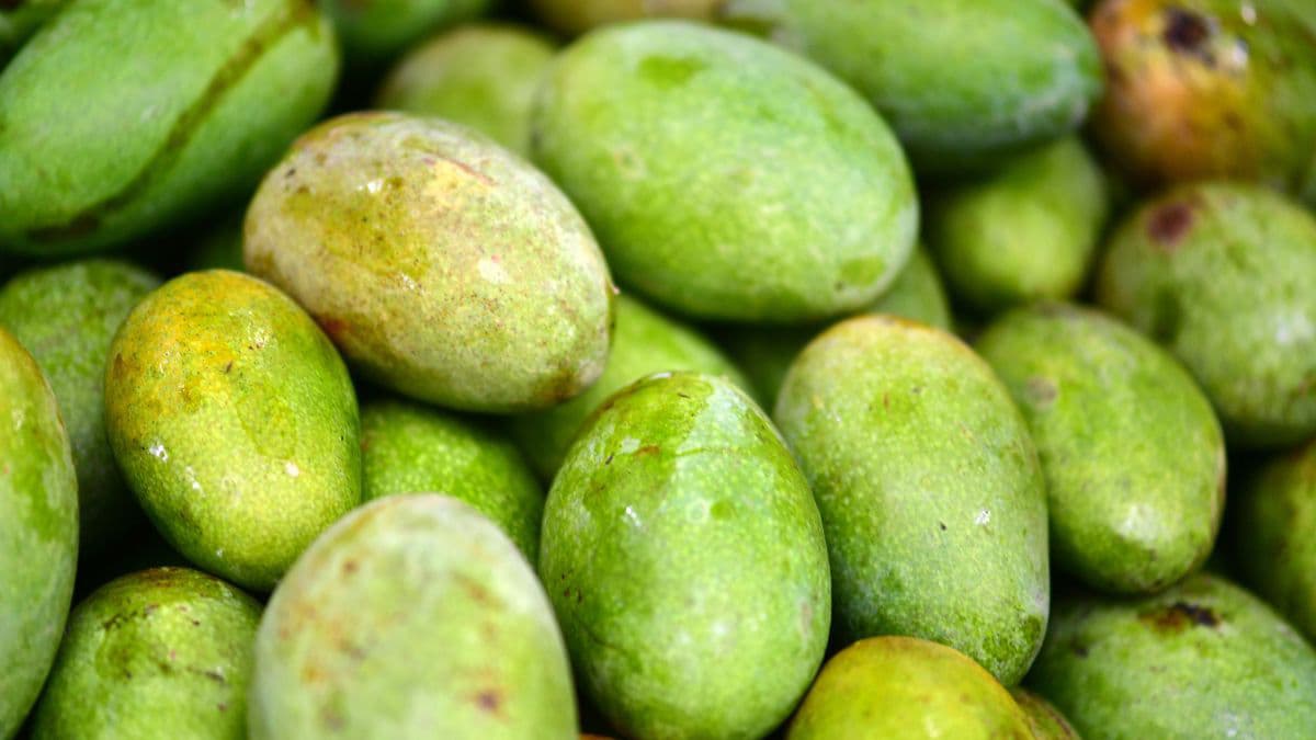Langra mangoes closeup.