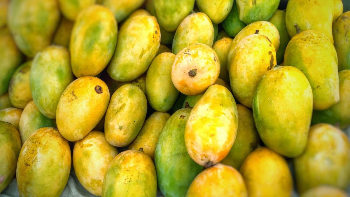 Langra mangoes closeup.