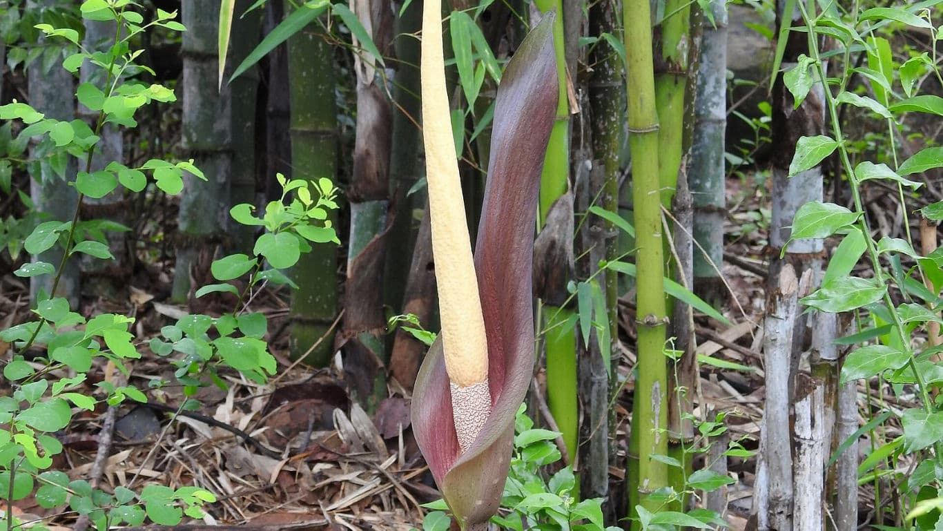 Unusual tropical flower in forest undergrowth