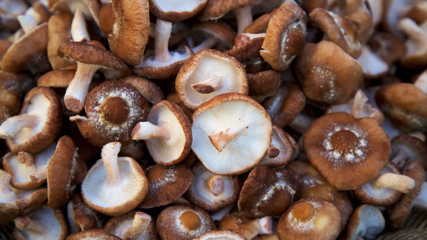 A closeup of shiitake mushrooms