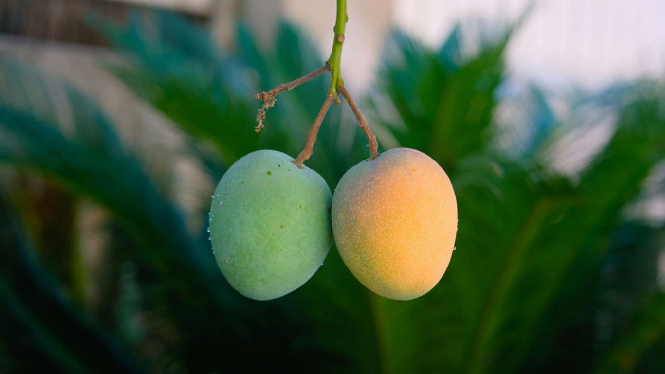 Two ripening mangoes hanging on tree