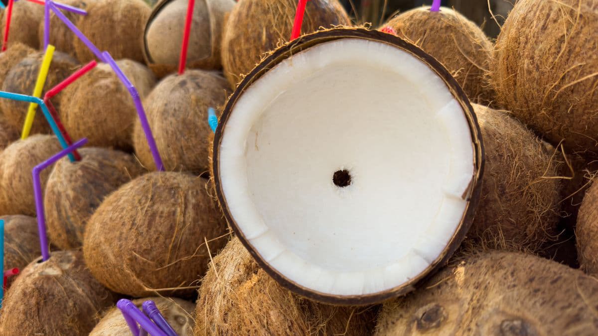 Fresh whole coconut for everyday cooking