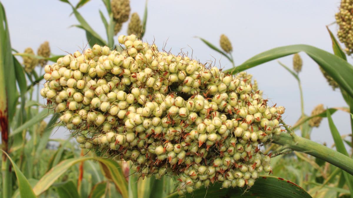 A maturing Sorghum (Jowar) crop