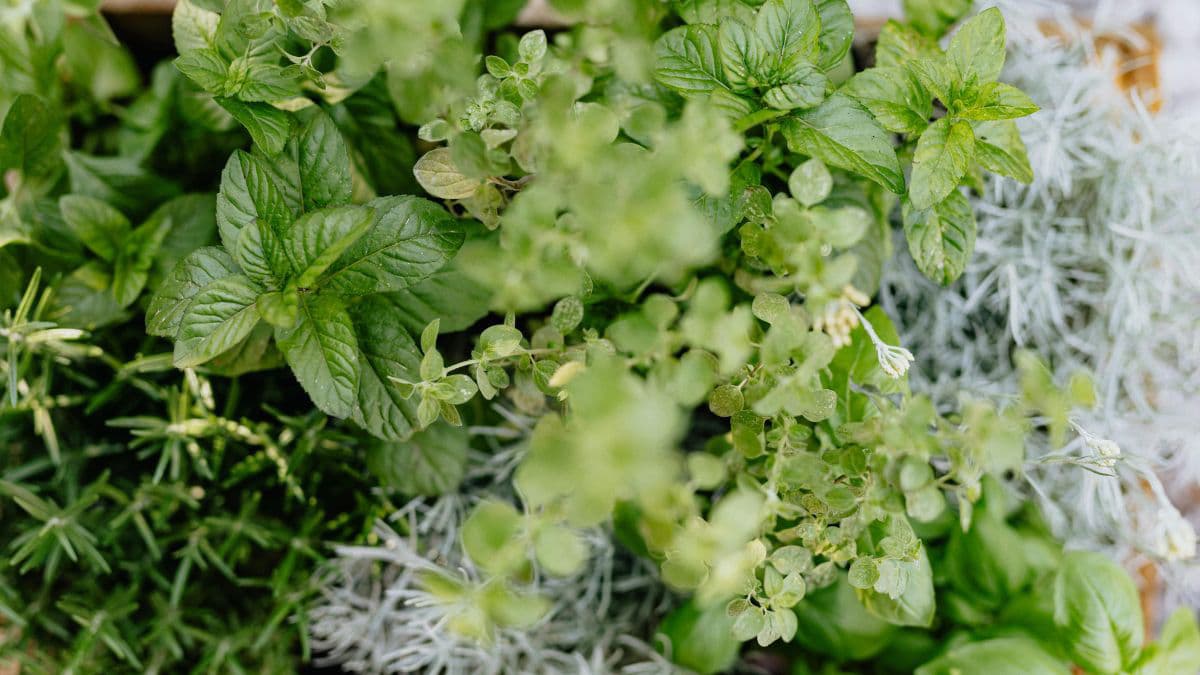 Monsoon Herbs And Spices For Immunity.
