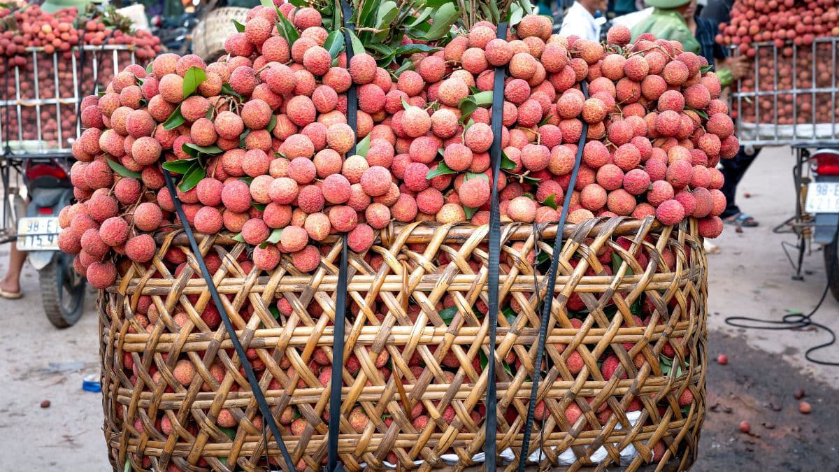 Basket filled with fresh litchis ready to eat