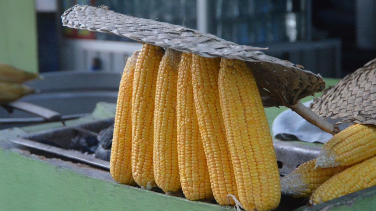 Fresh seasonal corn for monsoon recipes