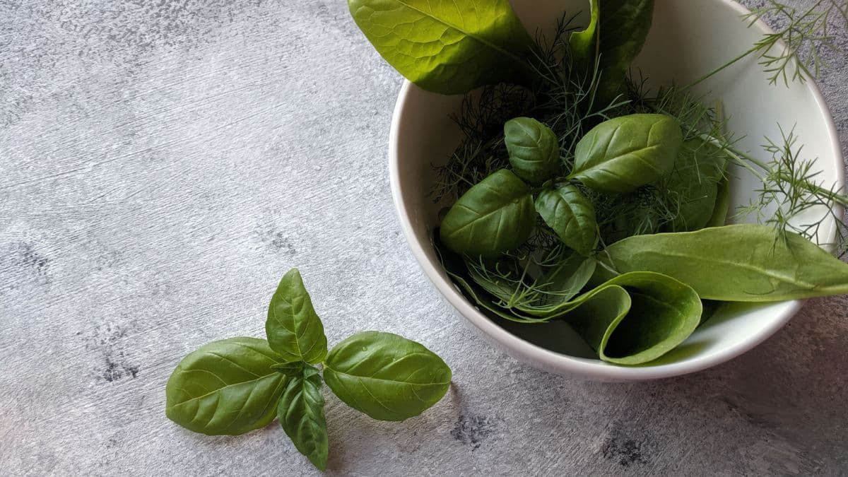 Fresh green herb leaves in a white bowl