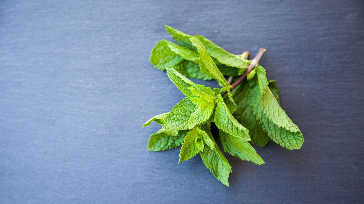 Fresh mint leaves on a grey cloth