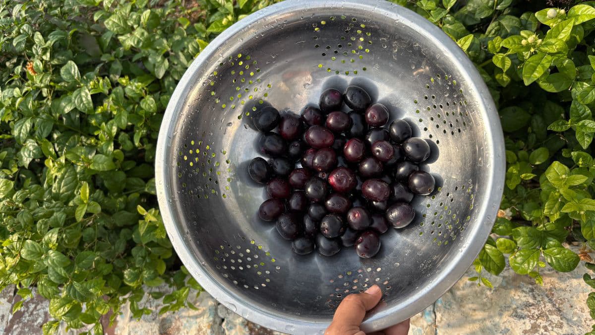 Fresh jamun fruits with glossy purple skin 