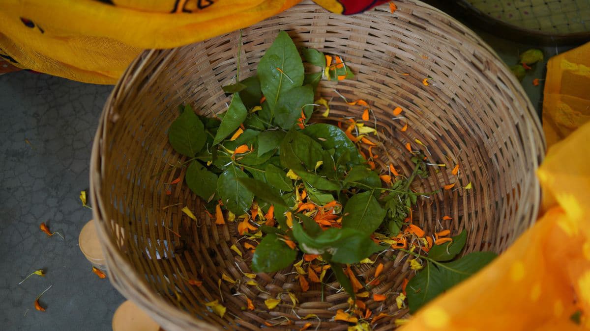 Basket filled with fresh curry leaves