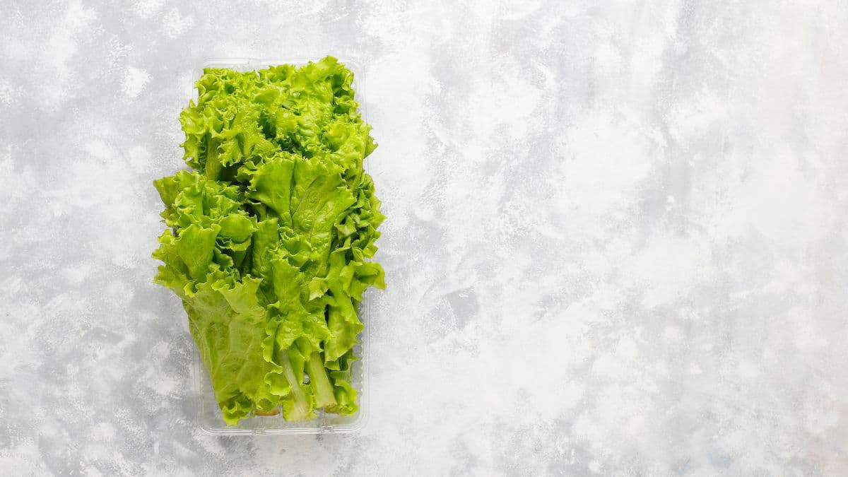 Green lettuce stored in plastic containers