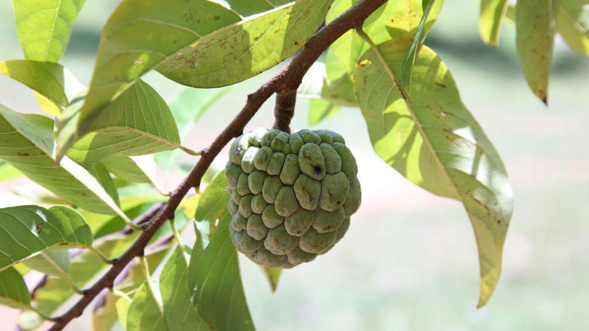 Ripe custard apple with creamy white flesh 
