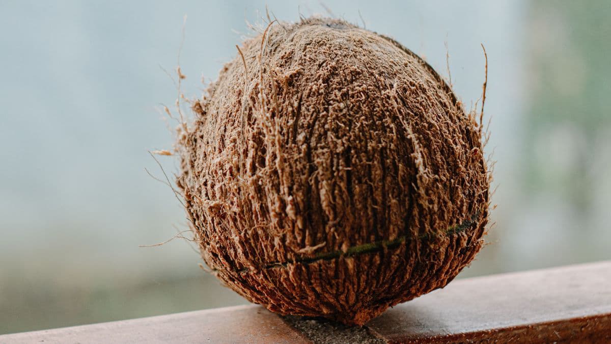 Dry coconut pieces for traditional recipes 