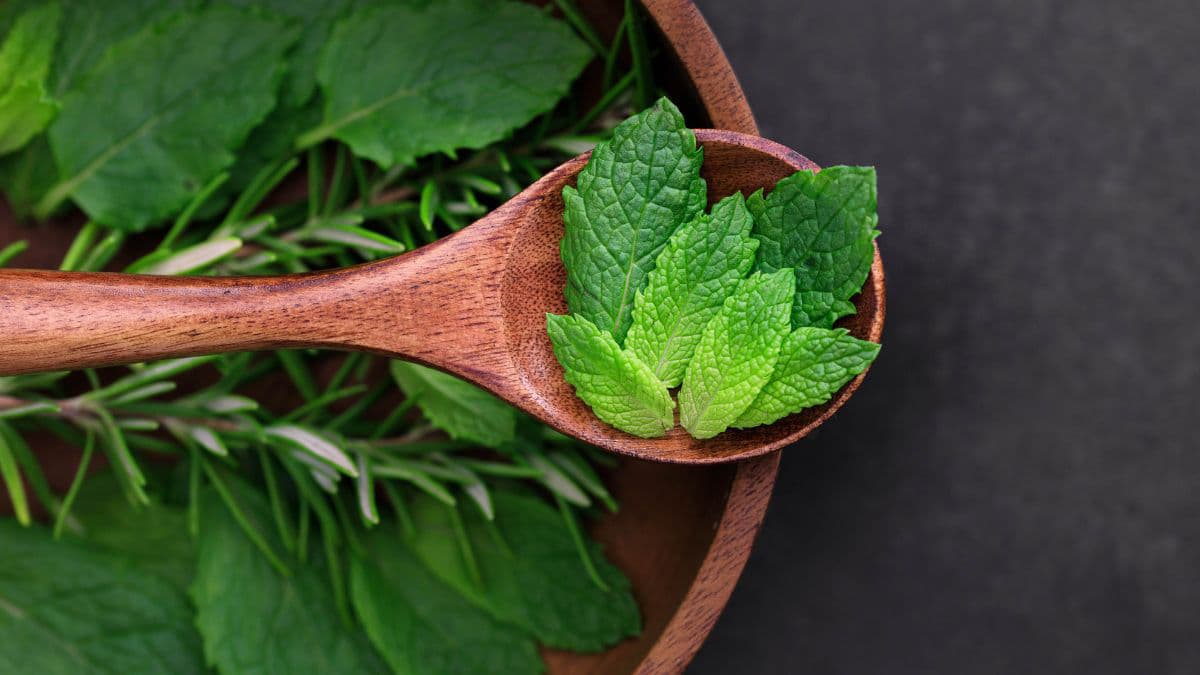 Pudina or mint leaves in a wooden spoon.