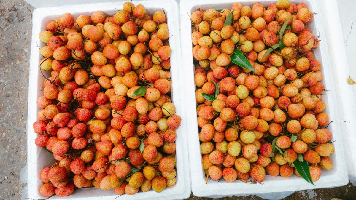 Freshly harvested litchis