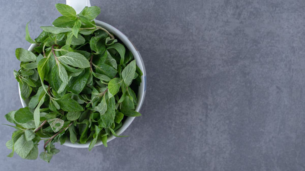 Fresh mint leaves in a small cup 
