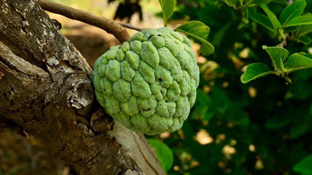 Custard Apple fruit