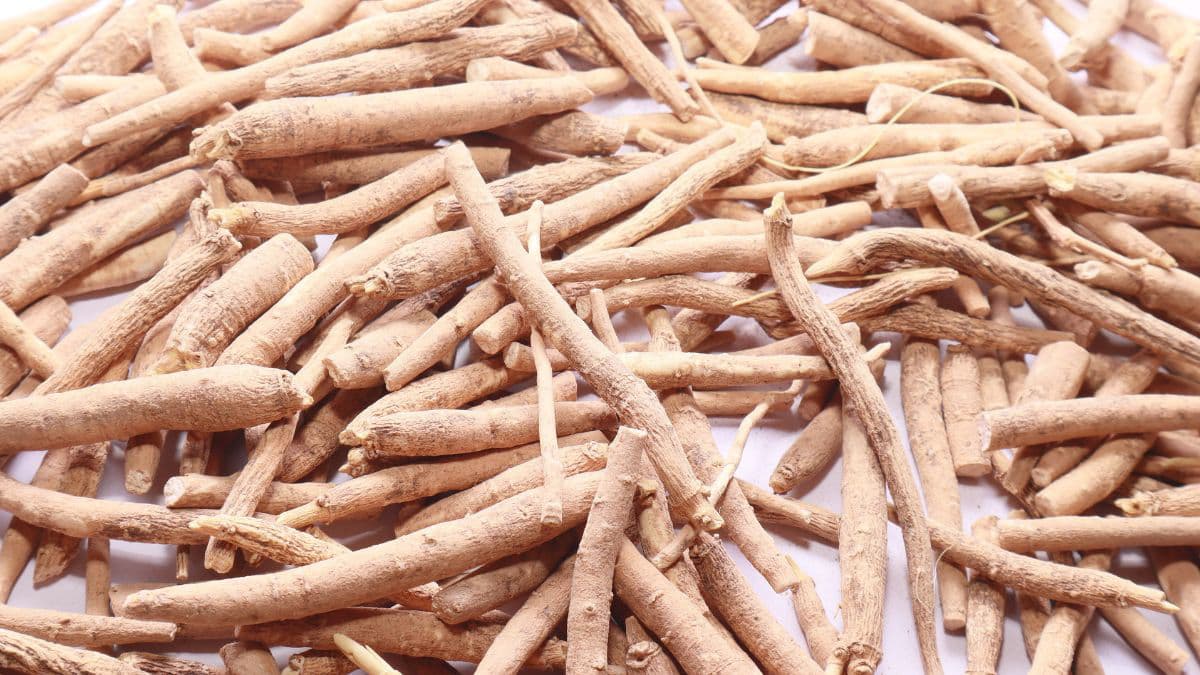 Ashwagandha roots.