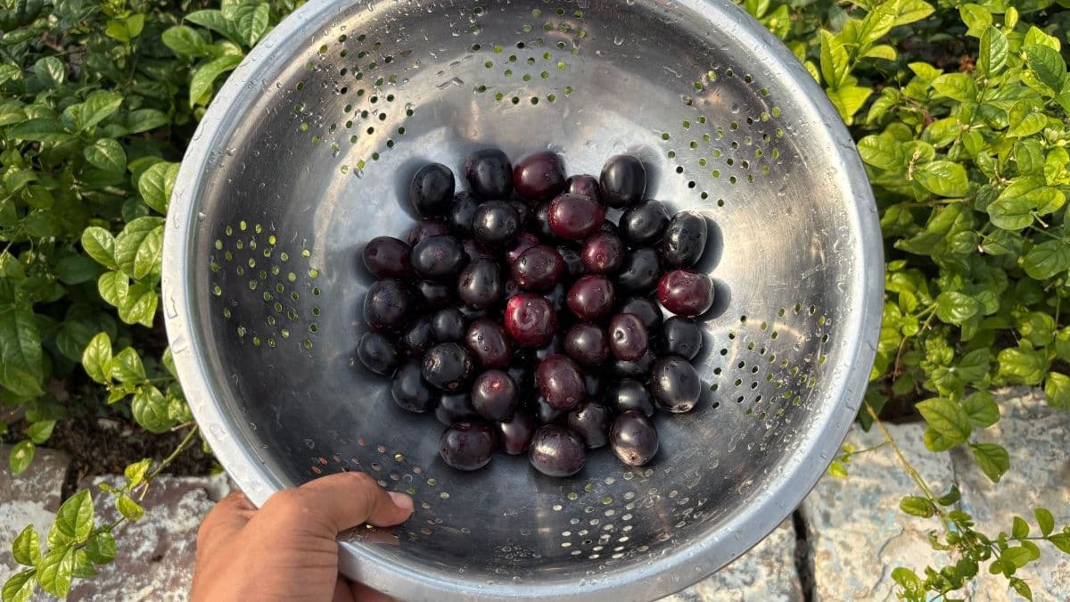 Fresh Jamun in a container