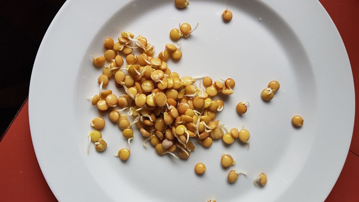 Leftover breakfast sprouts on a plate