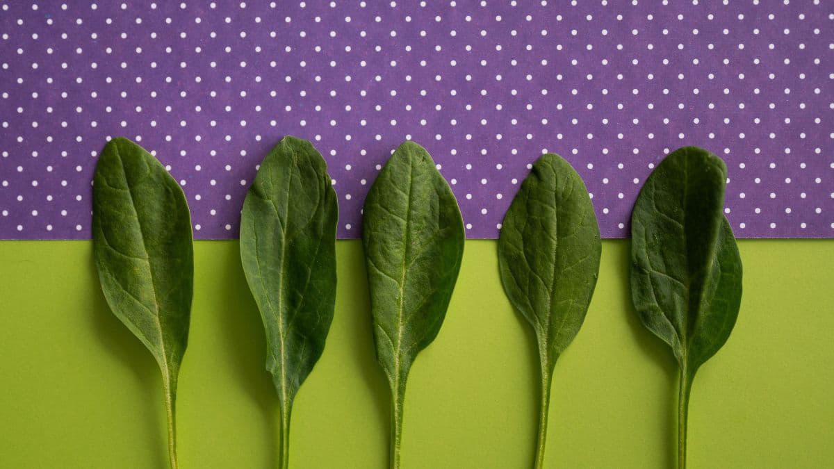 Fresh spinach leaves on a colourful background