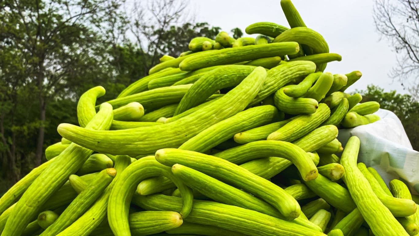Indian Melon Varieties