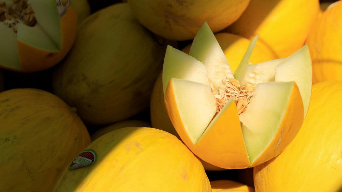 Indian Melon Varieties