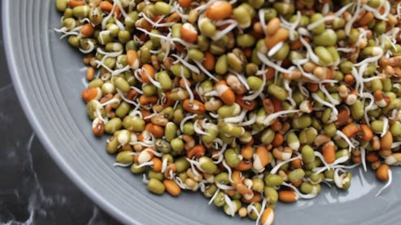 Close-up of Mixed Sprouted Beans on Plate