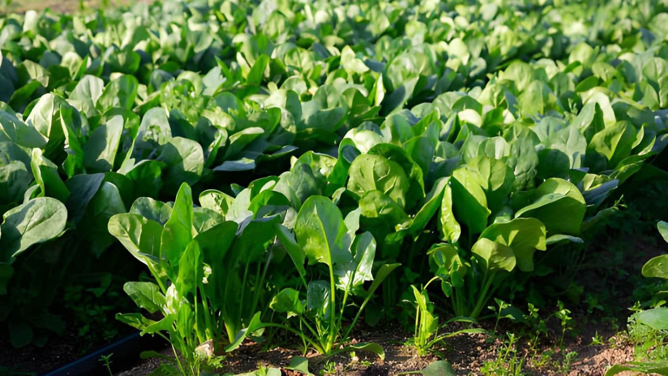 Lush green spinach plants growing in sunlight