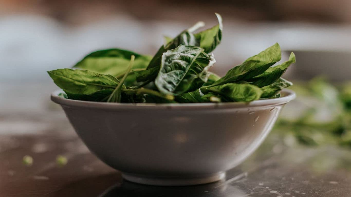 Fresh green basil leaves in white ceramic bowl