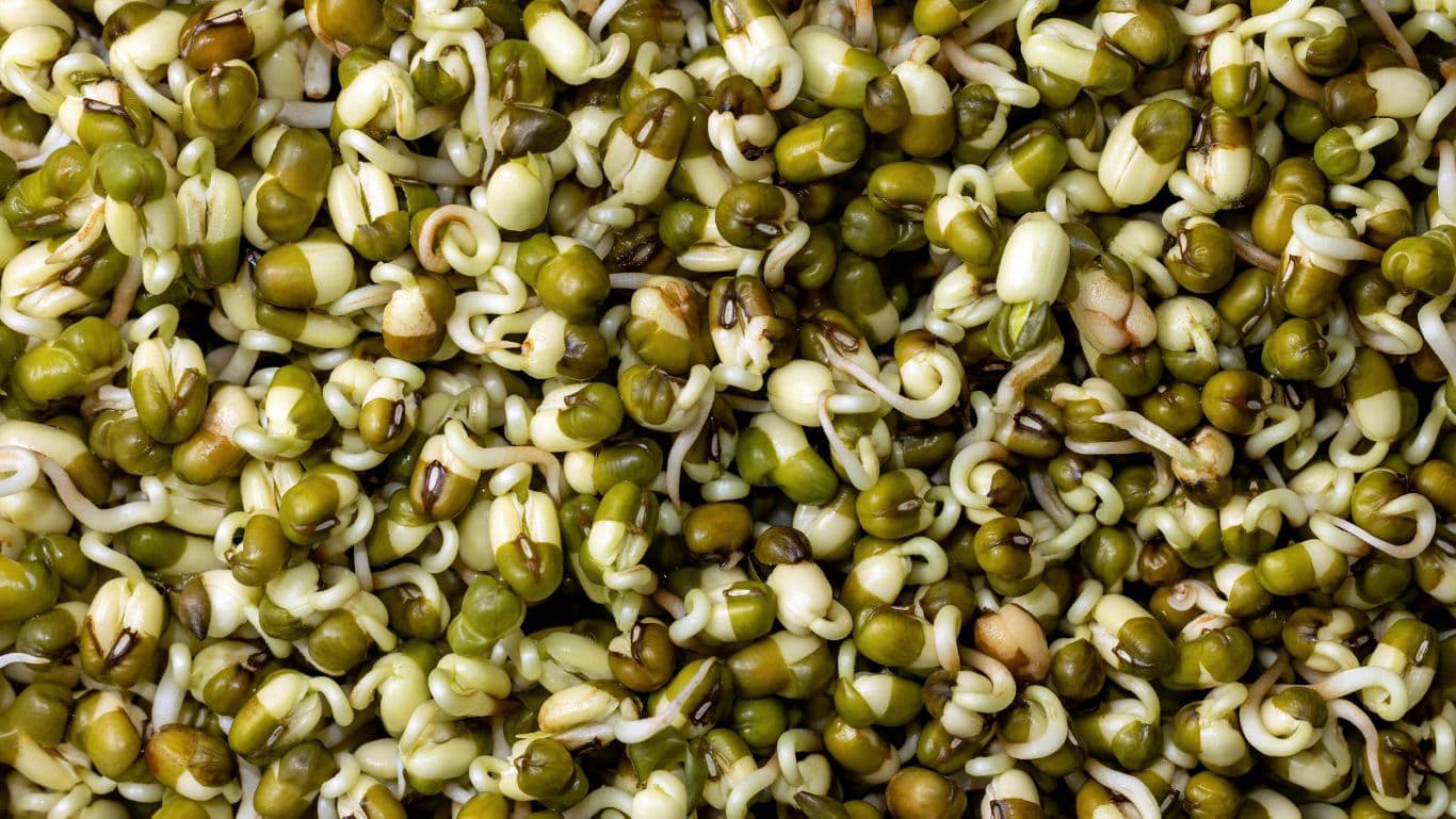 Close-up of fresh sprouted mung beans