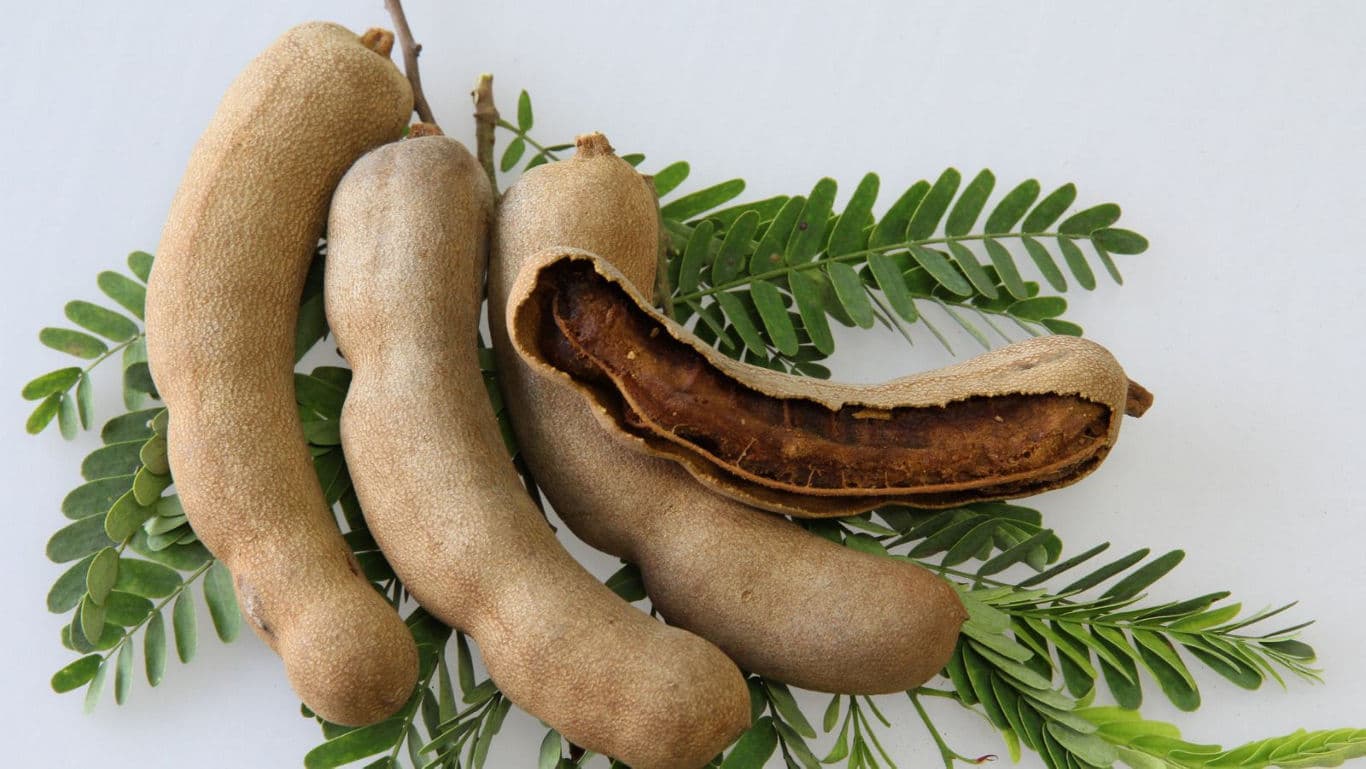 Fresh tamarind pods with green leaves on white background