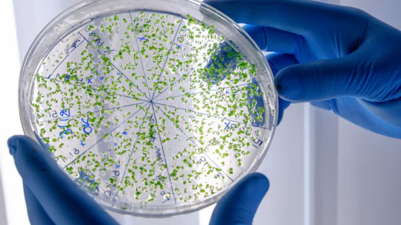 Scientist Examines Petri Dish with Green Samples