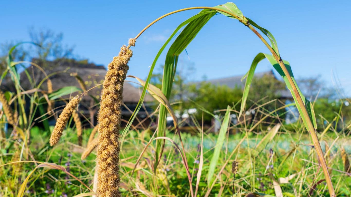 Close-up of millet plant in rural field setting