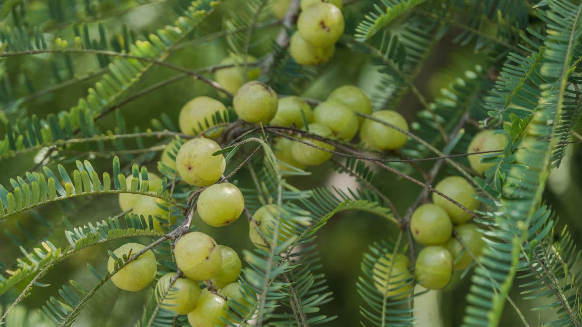 Amla on a tree