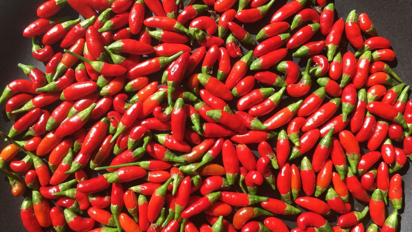 Fresh red chili peppers in sunlight